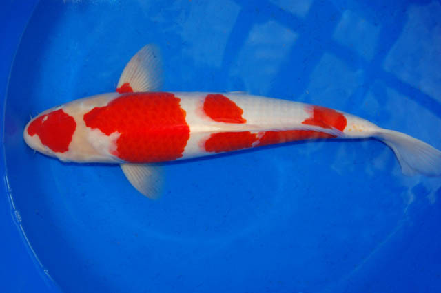 Kohaku koi